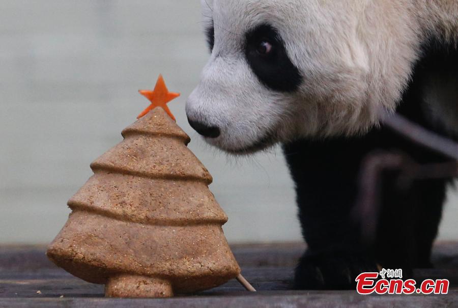 Giant panda receives Christmas treat at Edinburgh Zoo