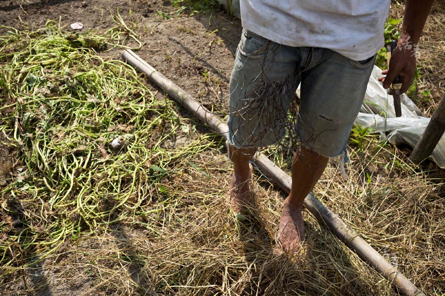 Young men farm for the future