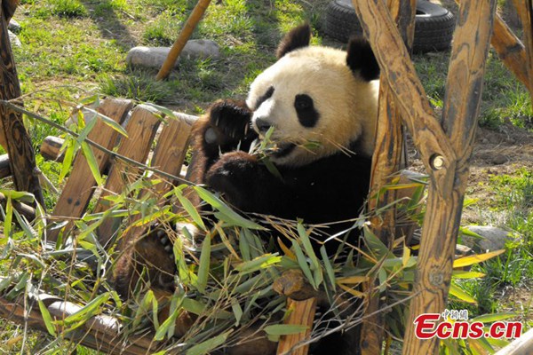 Ill pandas under treatment in NW China