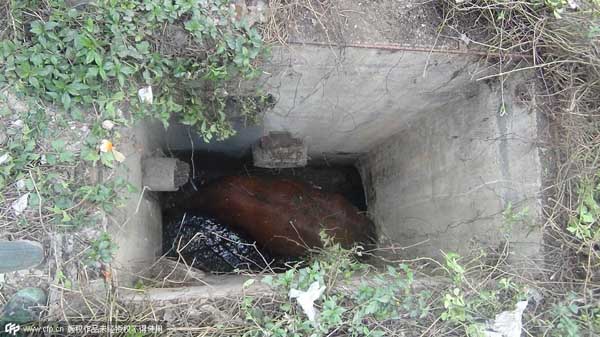 Pregnant cow winched from well by crane