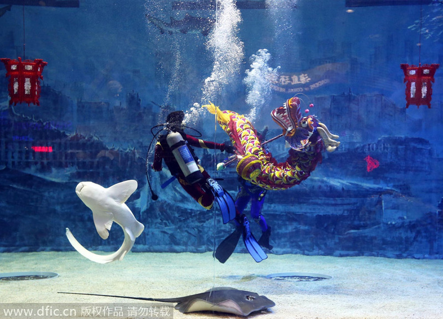 Divers perform 'dragon dance'with sharks