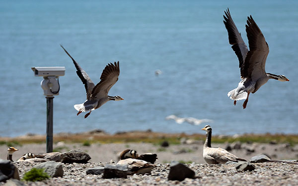 Qinghai cleanup begins to take flight