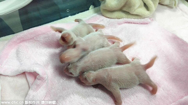 Olympic mascot a mom for first time as pandas deliver four cubs