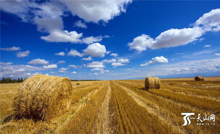 Rolls of grass: a beautiful landscape in Xinjiang