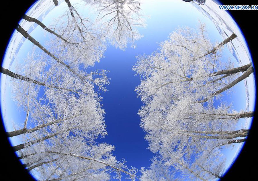 Gorgeous rime scenery in China's Xinjiang