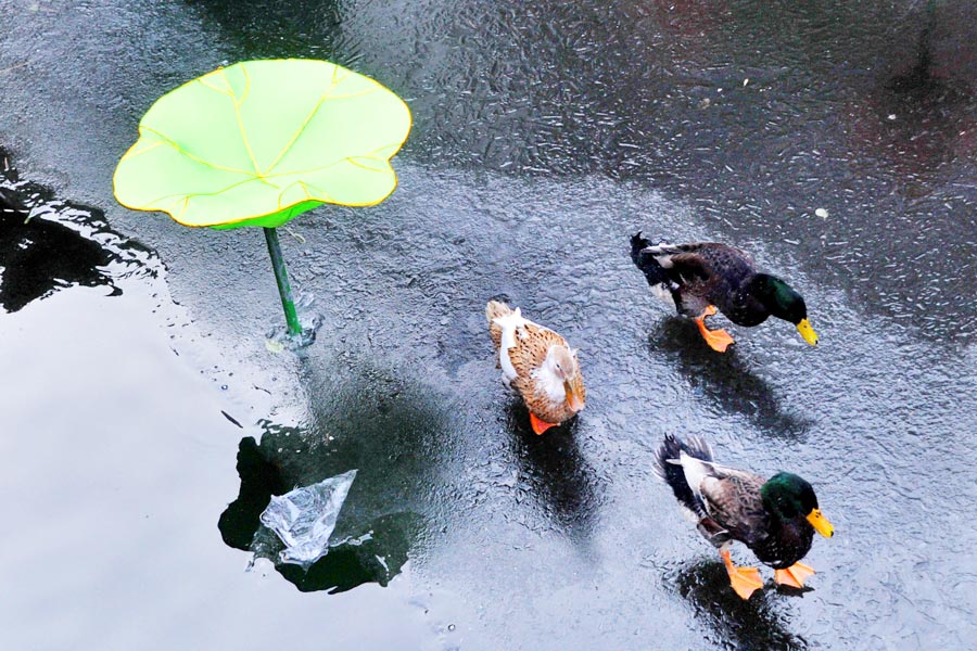 Cold snap brings joy and beauty to south China