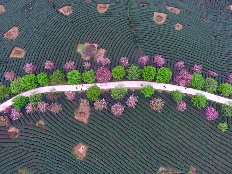 Scenery of blooming cherry and tea garden in Fujian