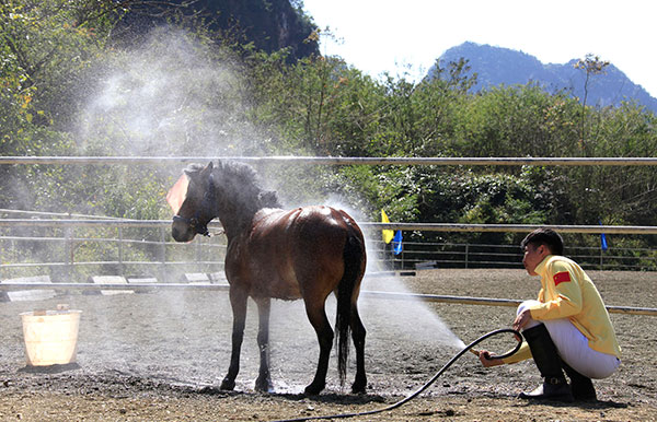 Once-endangered pony makes comeback