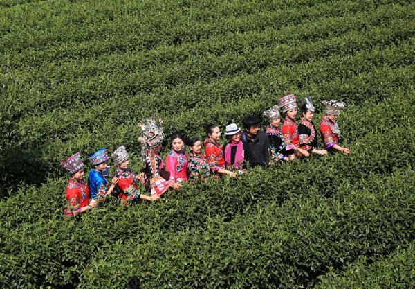 China's 'golden' tea worth more than gold