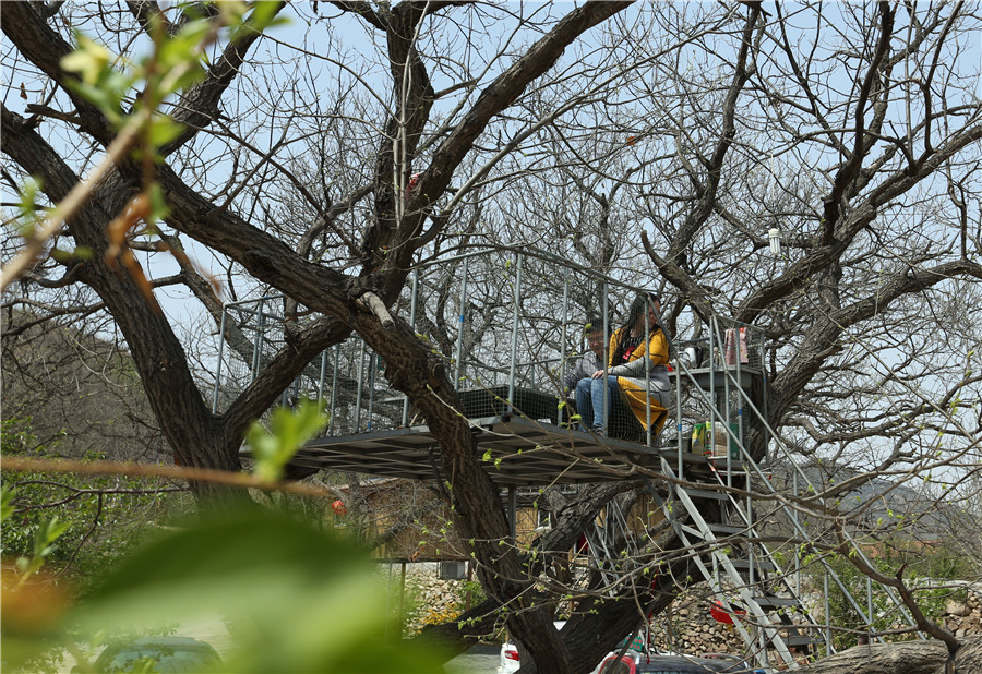 Dine in a tree: Shandong's ecotourism attraction