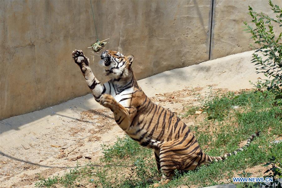 Special Zongzi made for animals to mark Duanwu Festival in Yantai Zoo