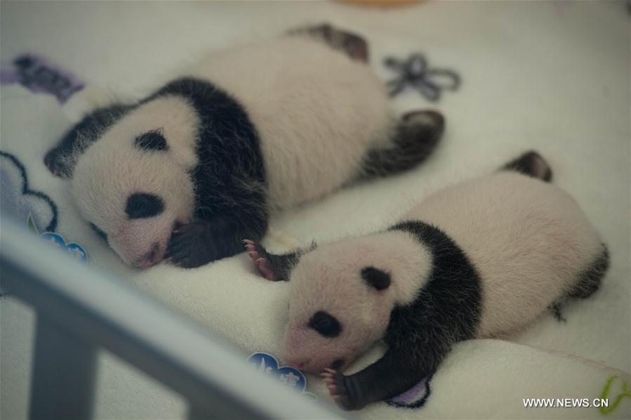 Macao's panda twins meet public one month after birth