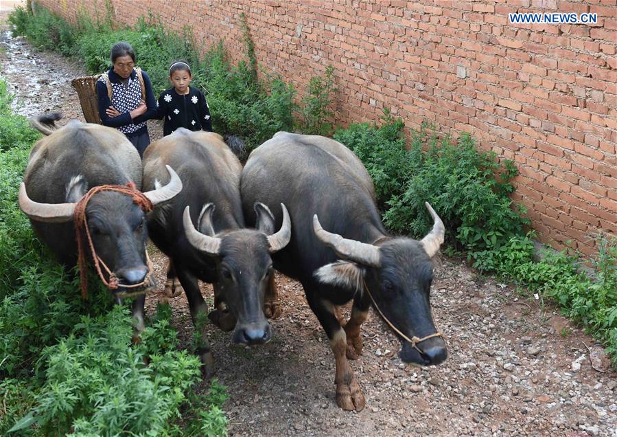 Story of a 'left-behind child' in SW China