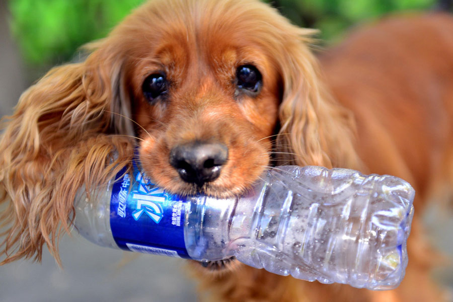 A cute dog and environment protector