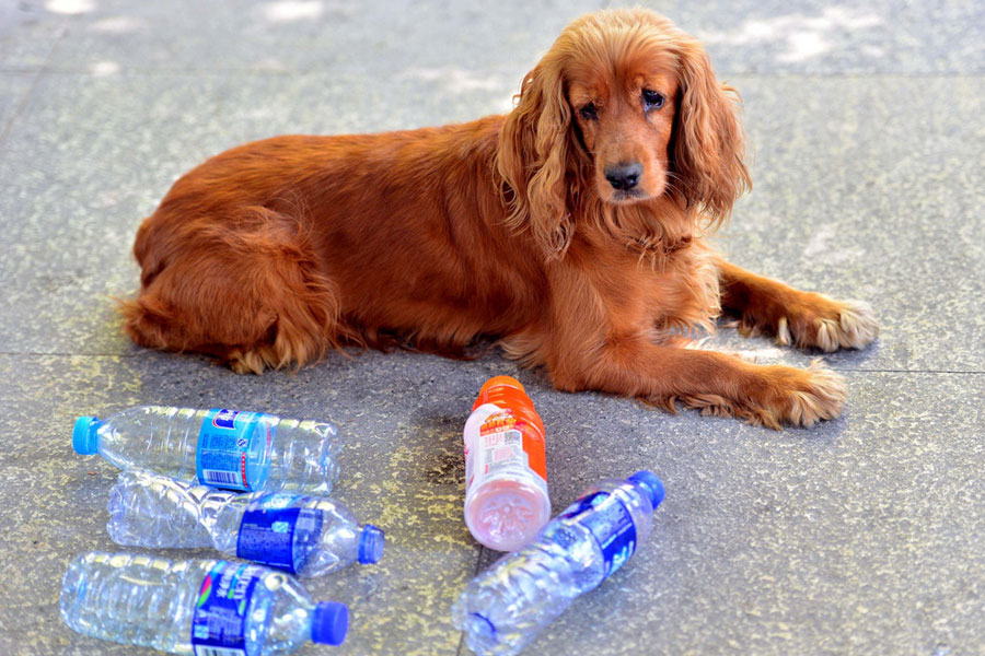 A cute dog and environment protector