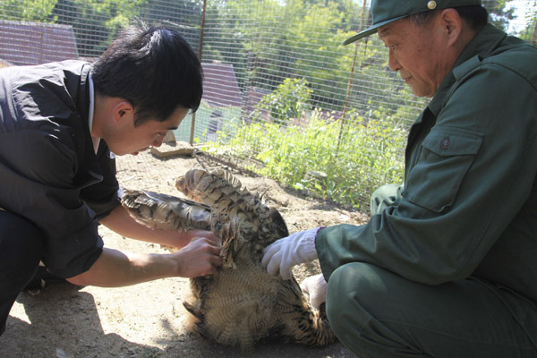 Rescue center helps wounded birds fly again