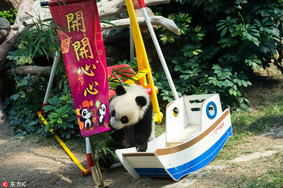 Panda cubs to meet public in Macao during Spring Festival