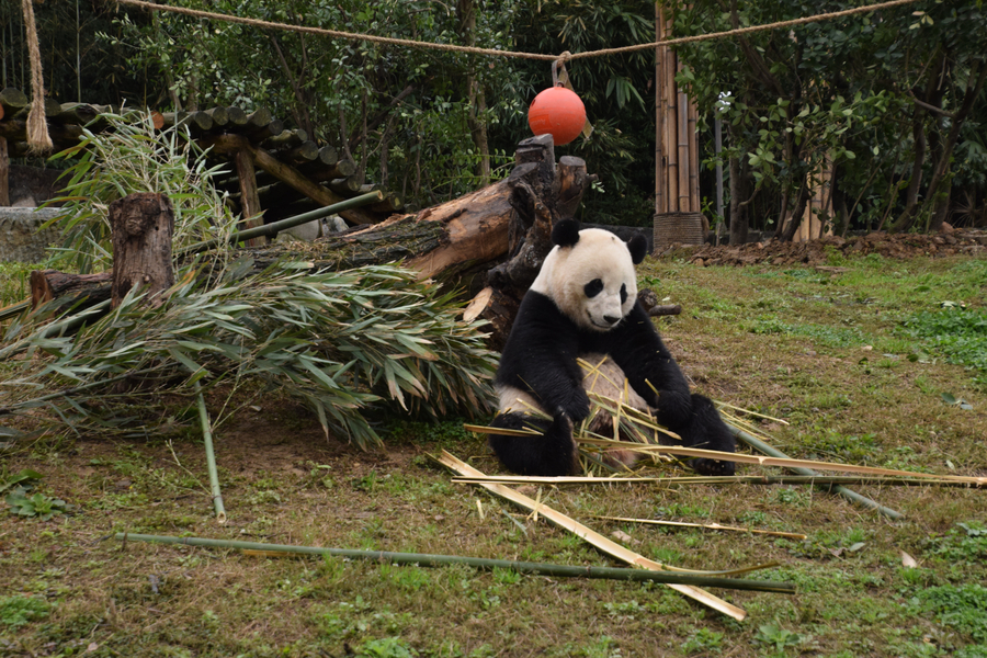 US-born panda Bao Bao adapts to new home in Sichuan