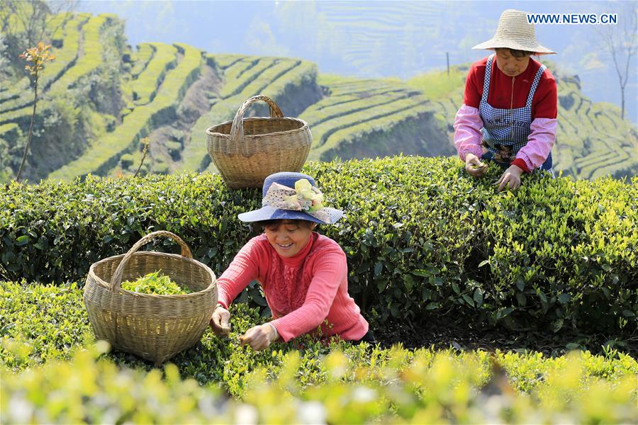 Farmers across China harvest tea leaves before Qingming Festival