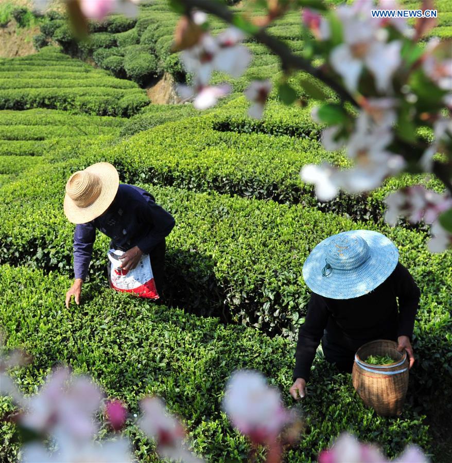 Farmers across China harvest tea leaves before Qingming Festival