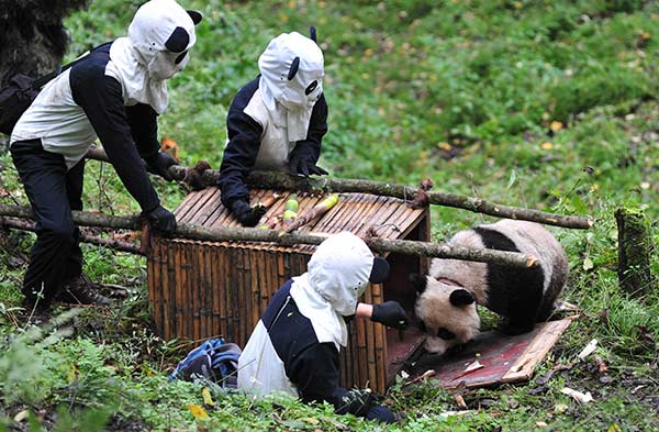 Saving pandas still a task