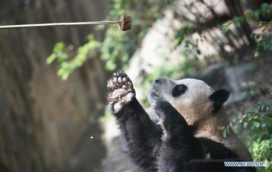 China to send two giant pandas to Denmark