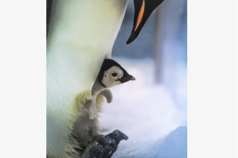 Newborn penguin taken care of by father