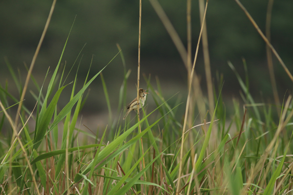 Beijing becomes greener, welcomes back wild birds