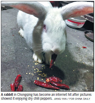 What's hot, doc? Rabbit develops taste for chili