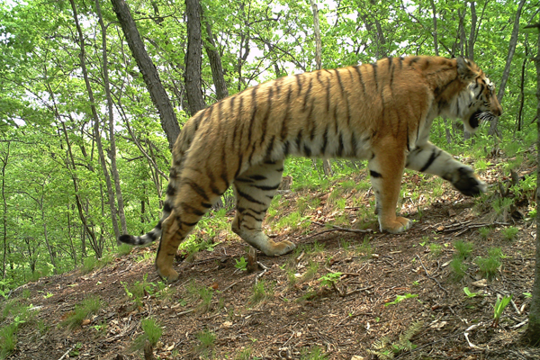 China's Siberian tigers come in from the cold