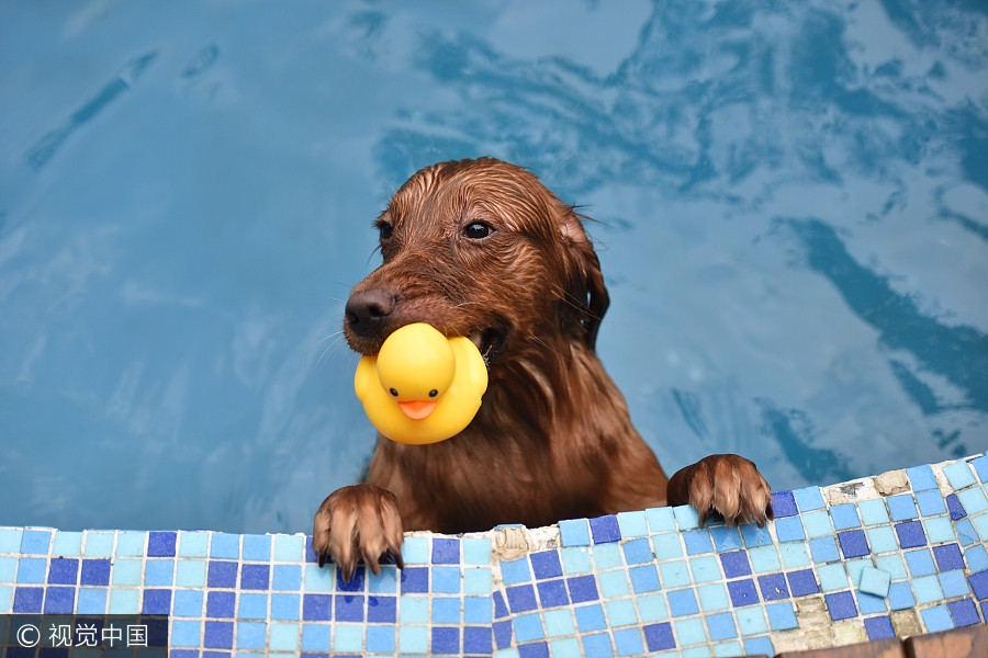 Man builds 2,000 square meters swimming pool for dogs