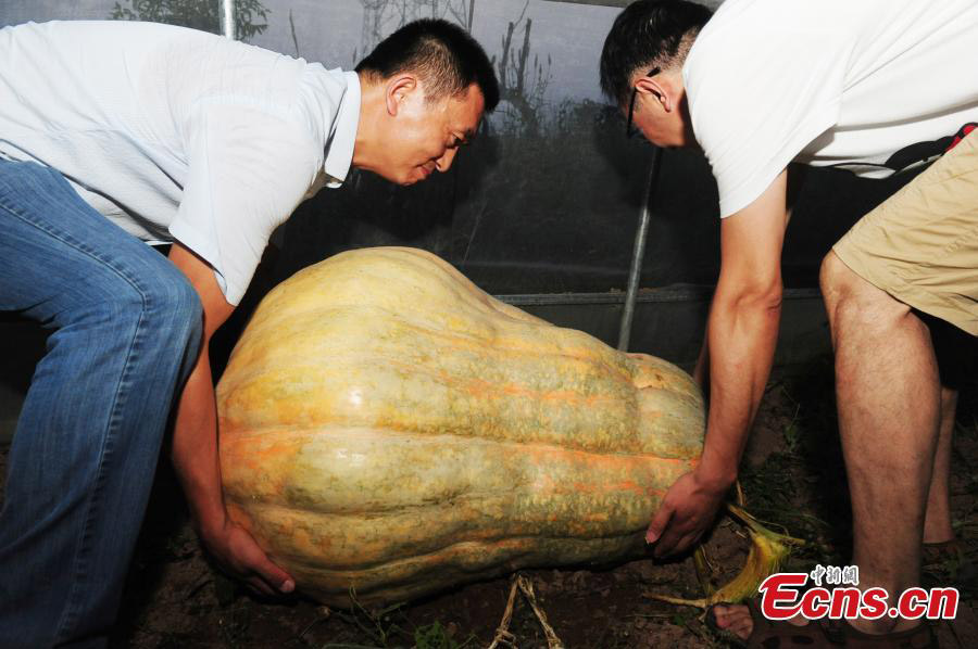 Super pumpkins on display