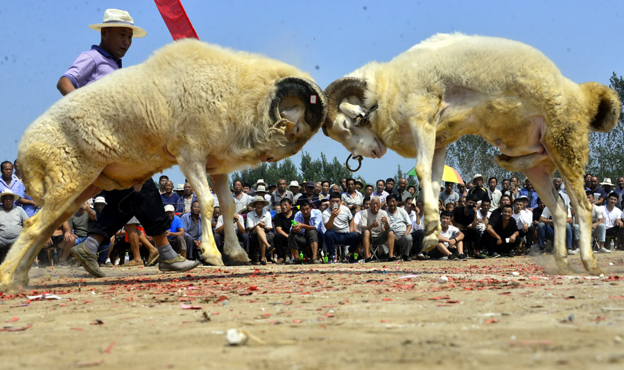 Goat fighting in Shandong