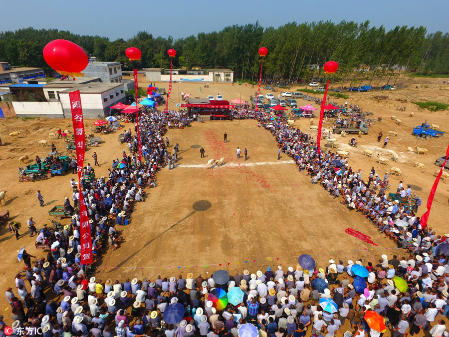 Goat fighting in Shandong