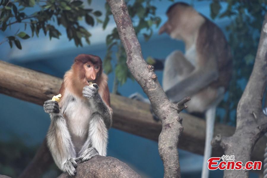 China imports long-nosed monkey from Indonesia