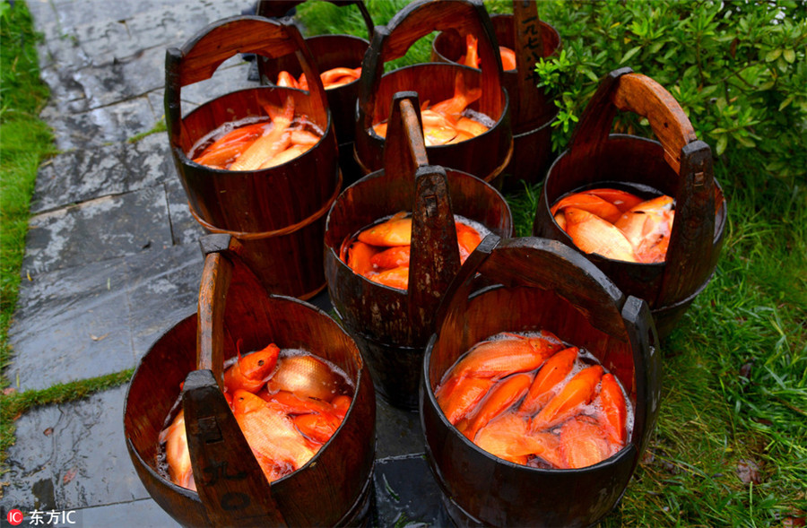 Farmers 'draw' love to motherland with red carps in river