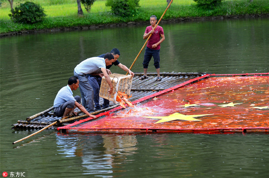 Farmers 'draw' love to motherland with red carps in river