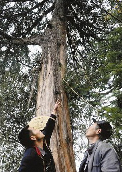 Trees once believed to be extinct making comeback