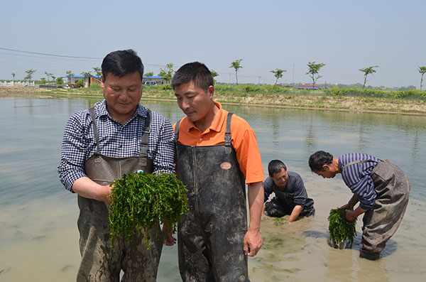 Former crab farmer weeds out a fortune