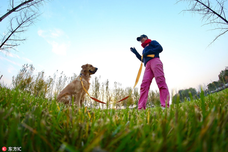 School for dogs helps them fit into society