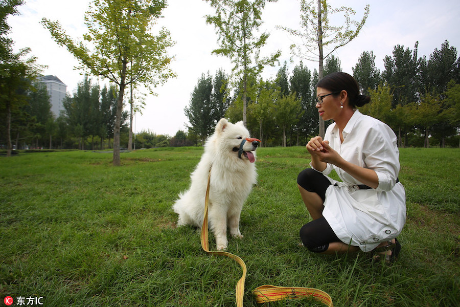 School for dogs helps them fit into society