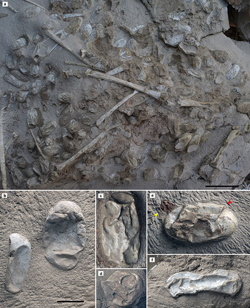 Over 200 pterosaur eggs found in Xinjiang