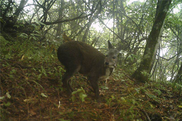 Researchers photograph elusive forest musk deer