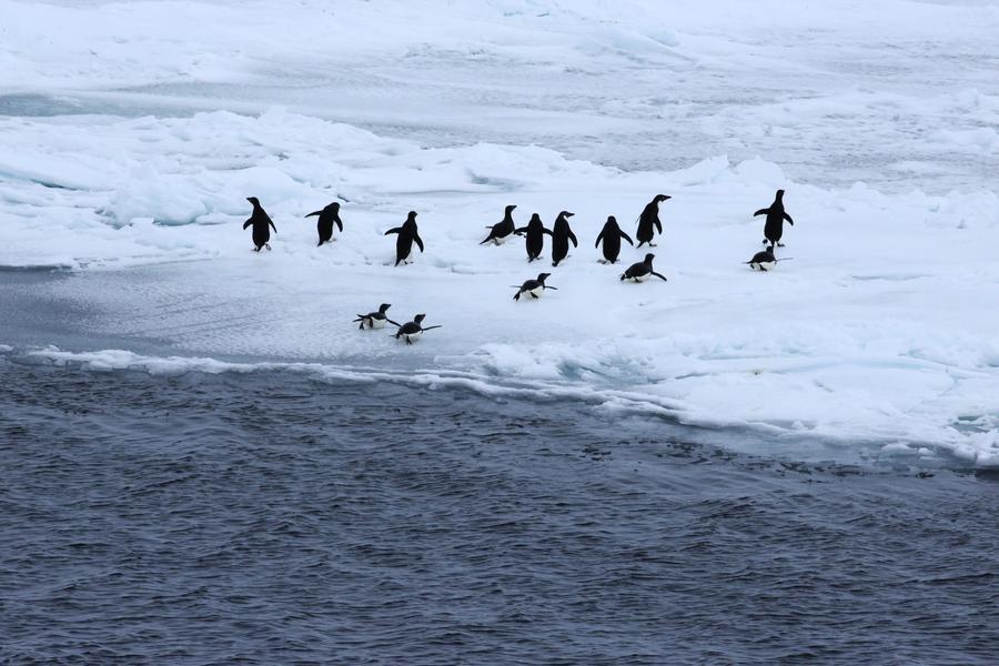 Polar icebreaker <EM>Snow Dragon</EM> arrives in Antarctic