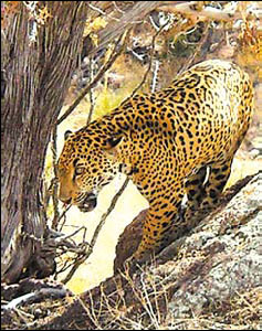 US jaguars threatened by Mexican border fence