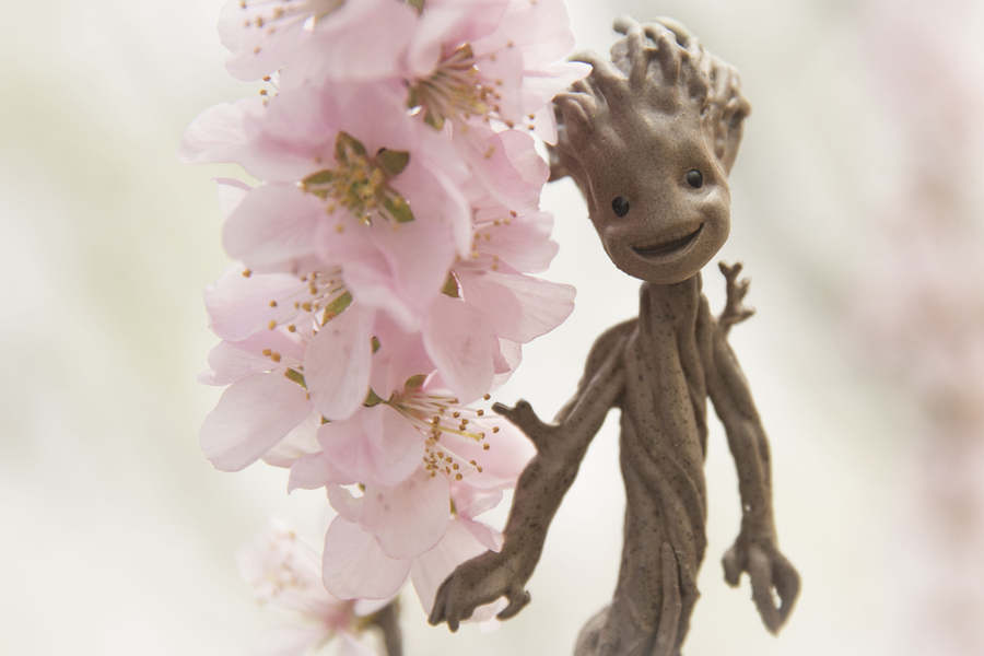 When anime figurines meet cherry blossoms