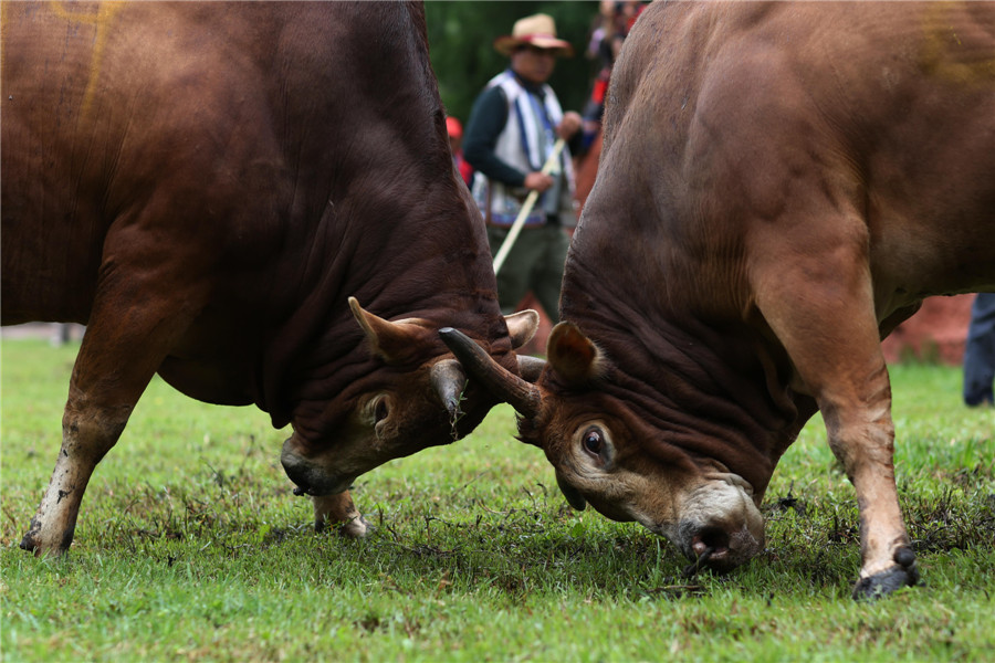 Yi people celebrate biggest festival