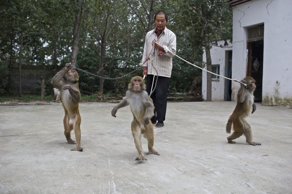 Joy and sorrow of monkey trainers