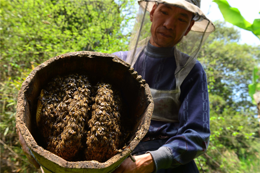 The last bee-catcher