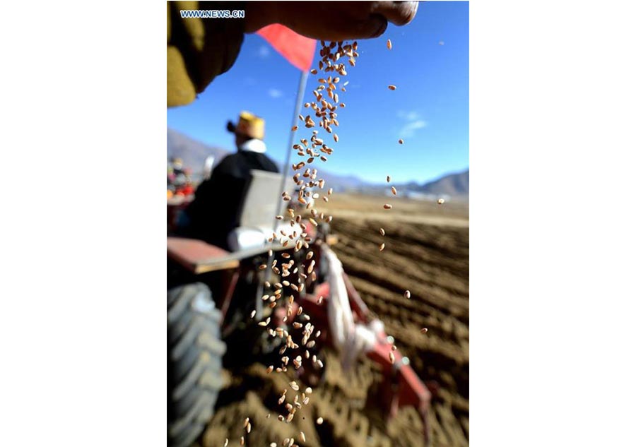 Farmers celebrate traditional spring ploughing in Tibet